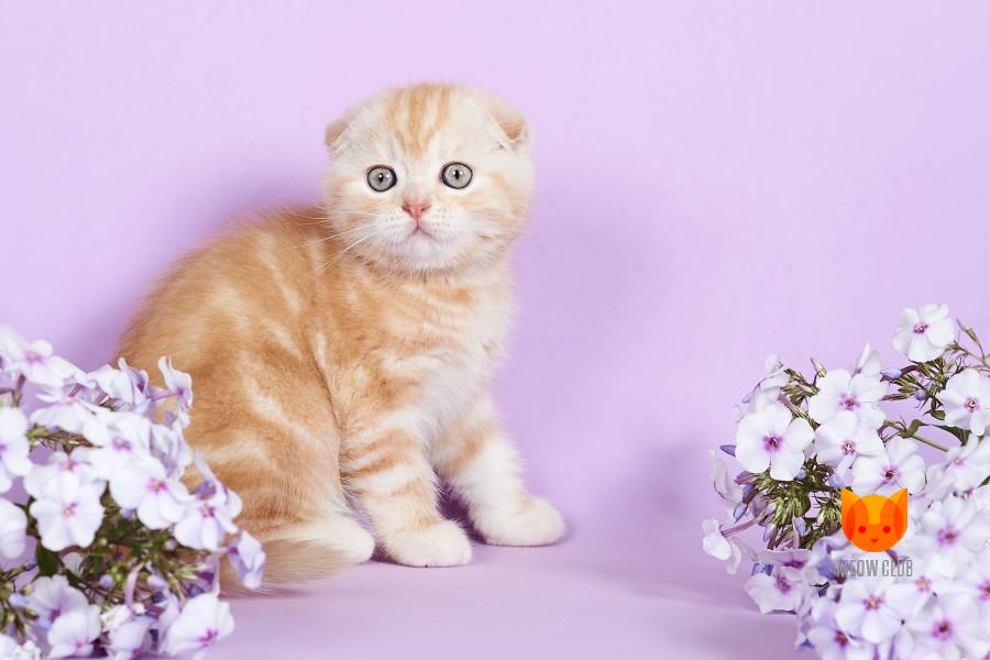 Adrian MeowClub *BY