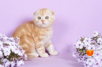 Adrian MeowClub *BY