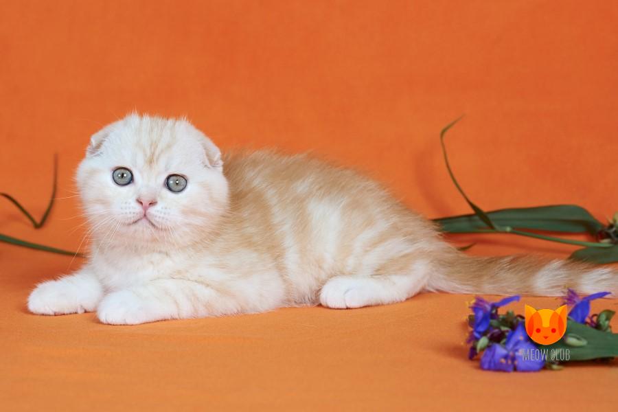 Adam MeowClub *BY
