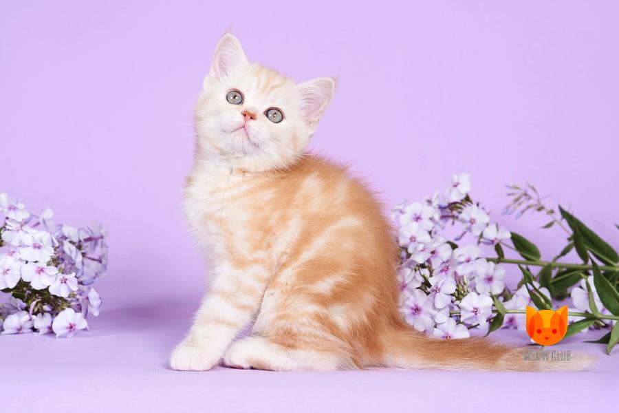 Albert MeowClub *BY