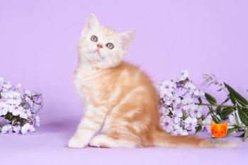 Albert MeowClub *BY