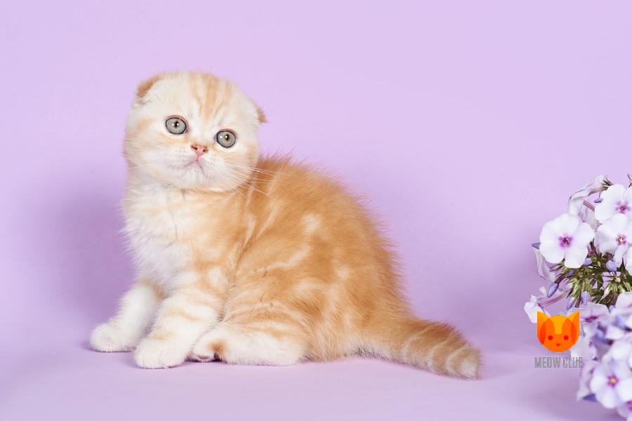 Alexa MeowClub *BY
