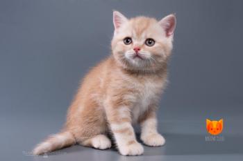 Benjamin MeowClub *BY