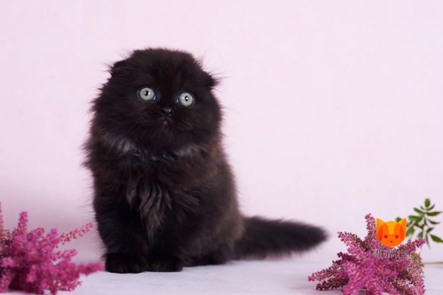 Daniel MeowClub *BY