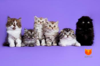 Litter D3 MeowClub *BY