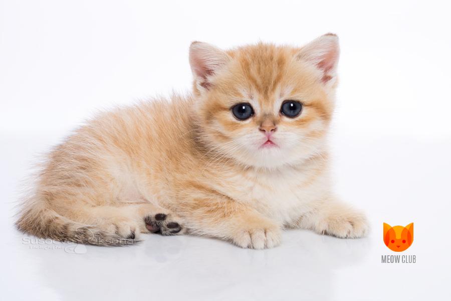 Xandra MeowClub *BY