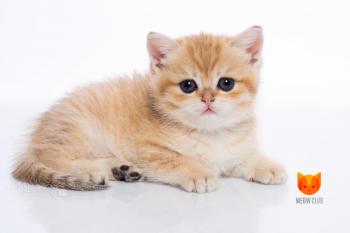 Xandra MeowClub *BY