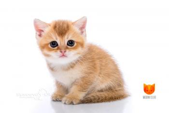 Xavi MeowClub *BY