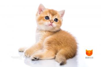 Xena MeowClub *BY