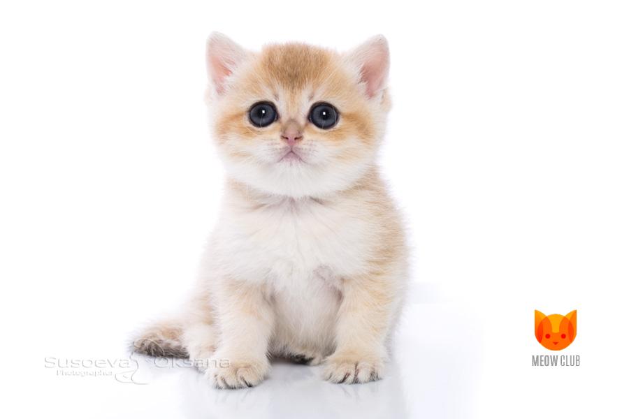 Ximena MeowClub *BY