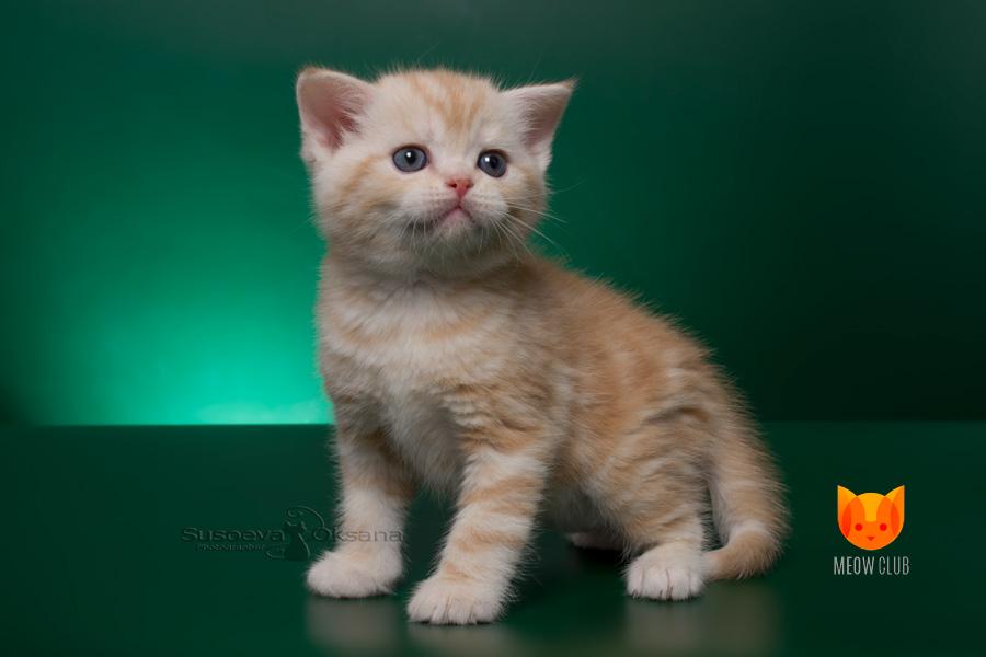 Aaron MeowClub *BY