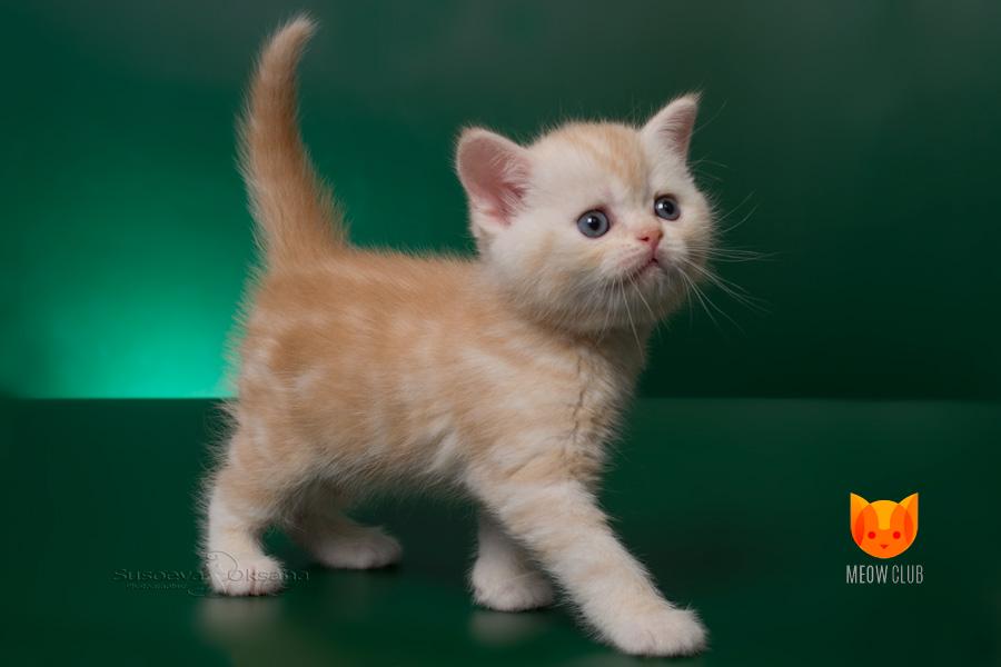 Ashton MeowClub *BY