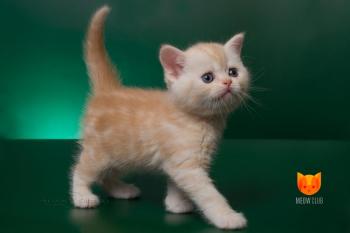 Ashton MeowClub *BY