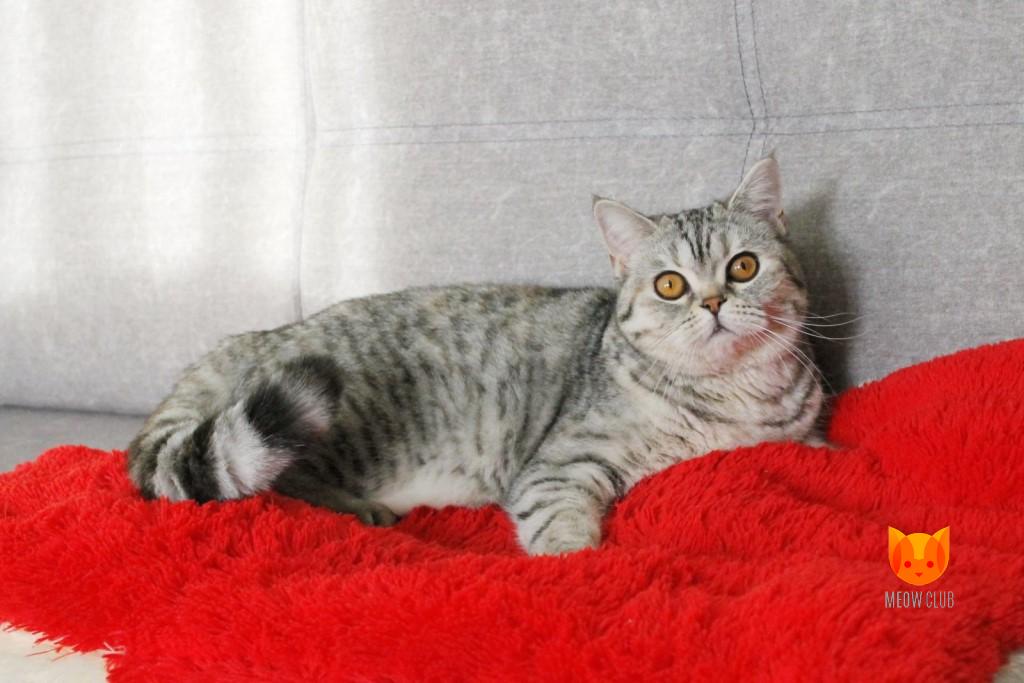 Winny MeowClub *BY