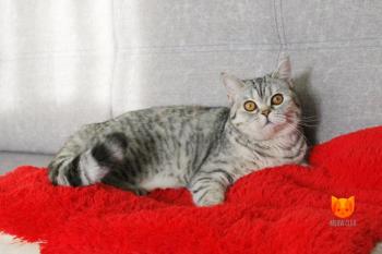 Winny MeowClub *BY