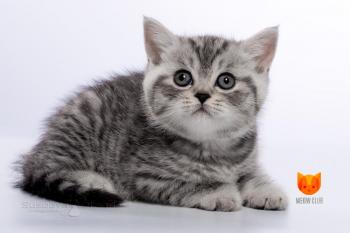 Queen Latifah MeowClub *BY