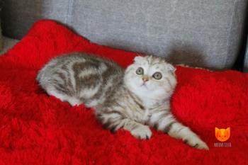 Tom Cruise MeowClub *BY