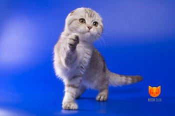 Taylor Swift MeowClub *BY