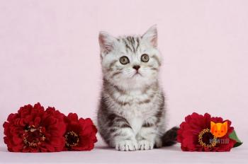 Hailey MeowClub *BY