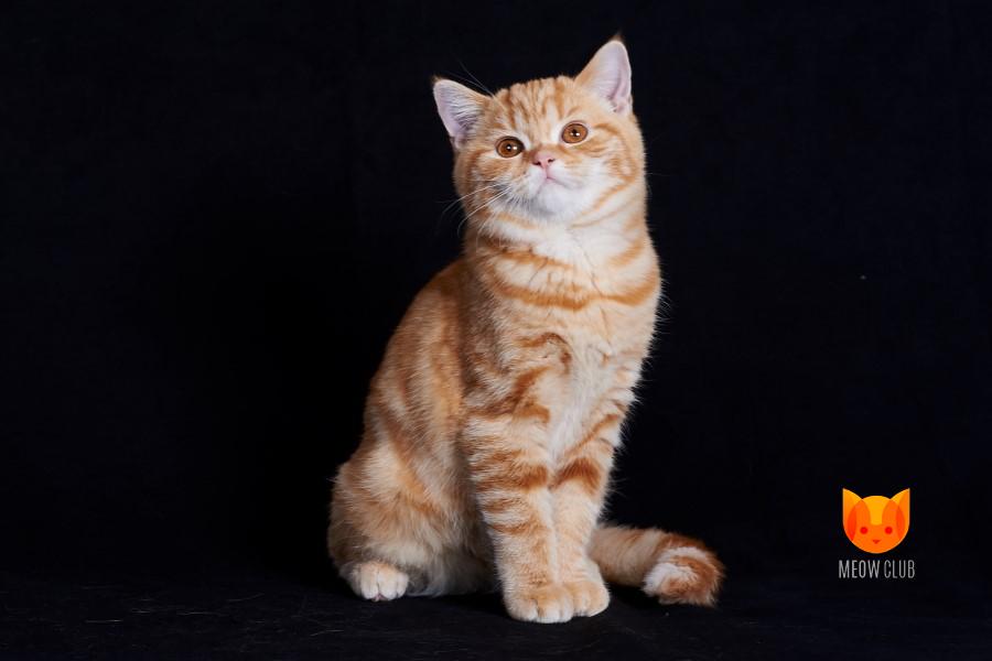 Frank MeowClub *BY
