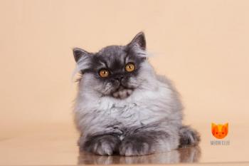 Diana MeowClub *BY