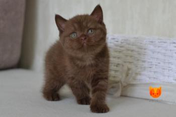 Wilmer MeowClub *BY