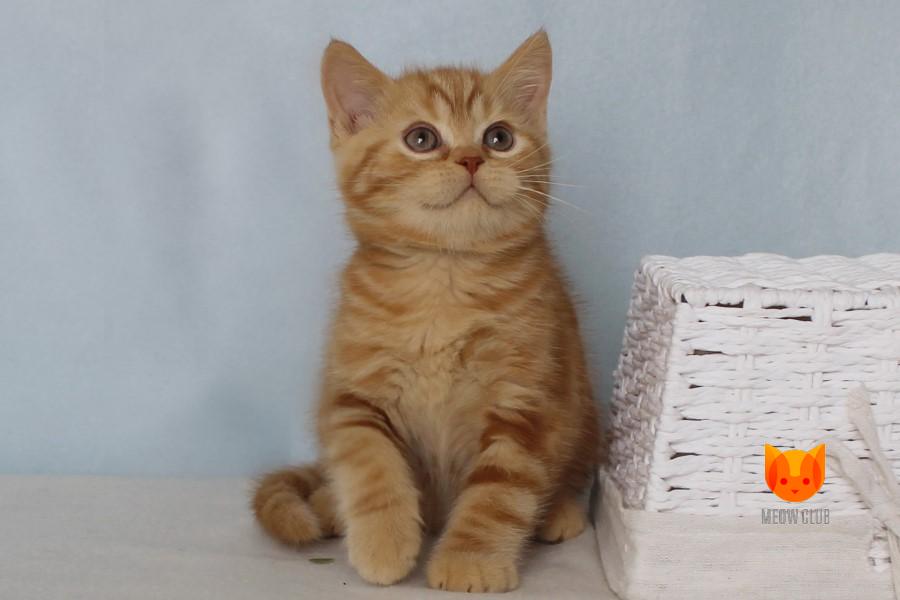 Yves MeowClub *BY