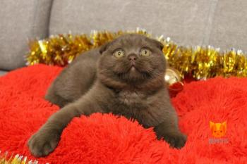Leonardo MeowClub *BY