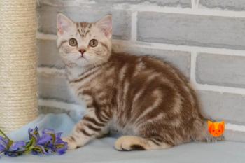 Phill MeowClub *BY