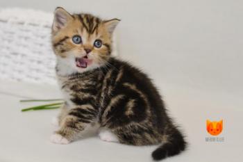 Steven MeowClub *BY