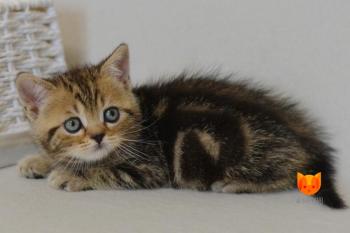 Todd MeowClub *BY