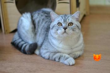 Evan MeowClub *BY