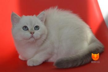 Artemis Alvana Gold