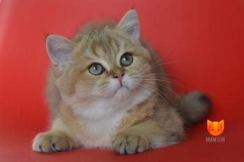 Amur Alvana Gold