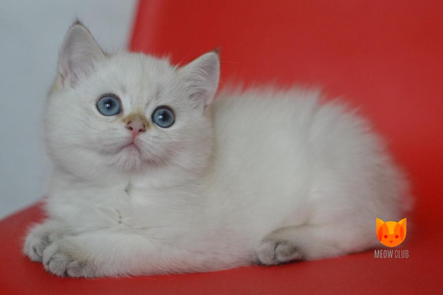 Bastet Alvana Gold
