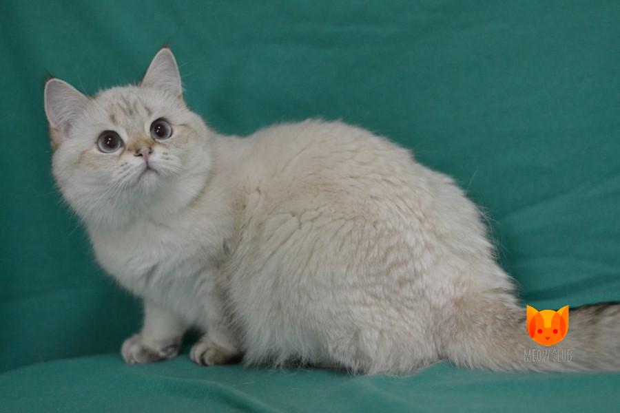 Fredlait's Nikole