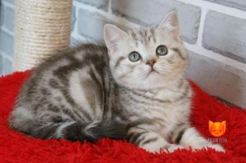 Henry MeowClub *BY