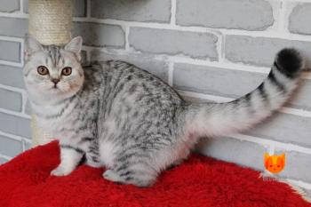 Quest MeowClub *BY
