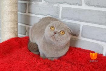 Laura MeowClub *BY