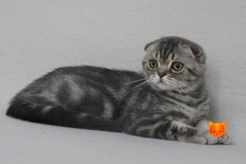 Tristan MeowClub *BY