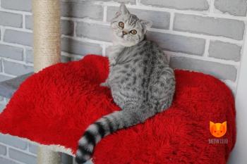 Lewis MeowClub *BY
