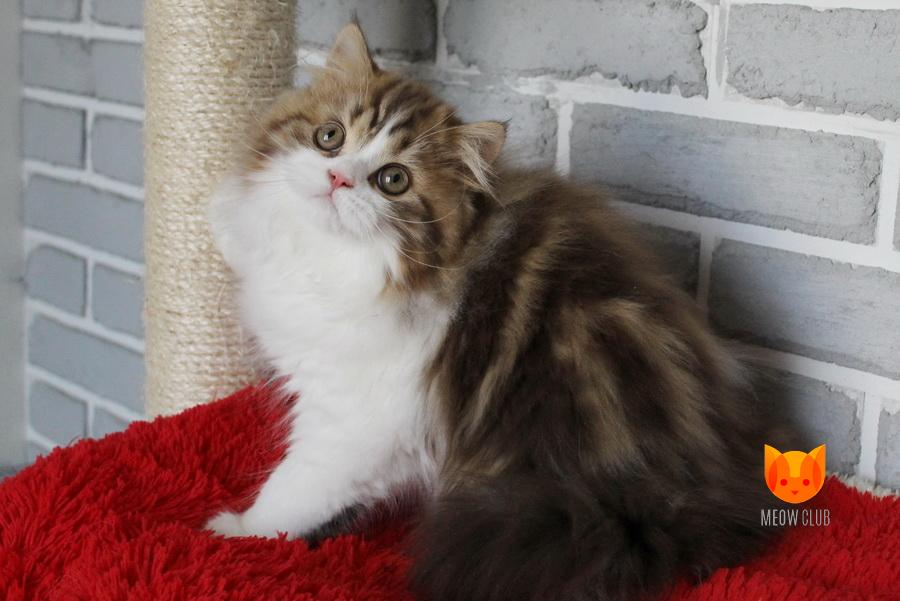 Leon MeowClub *BY