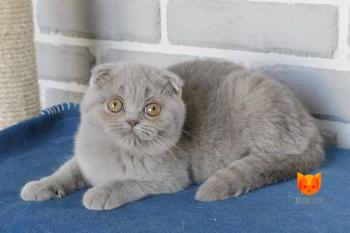 Fiona MeowClub *BY