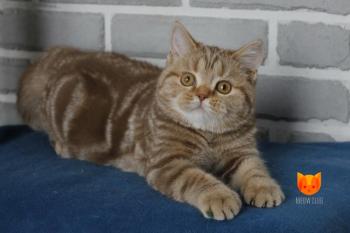 Zarina MeowClub *BY
