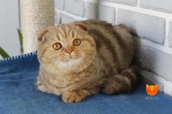 Xiaomi MeowClub *BY