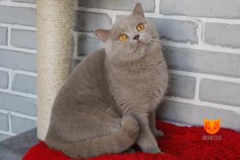 Lexus MeowСlub *BY