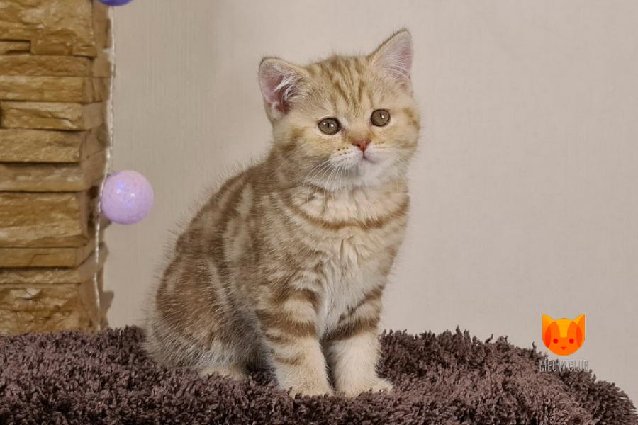 Okylanie MeowClub *BY