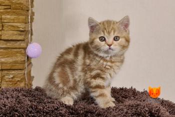 Olynie MeowClub *BY