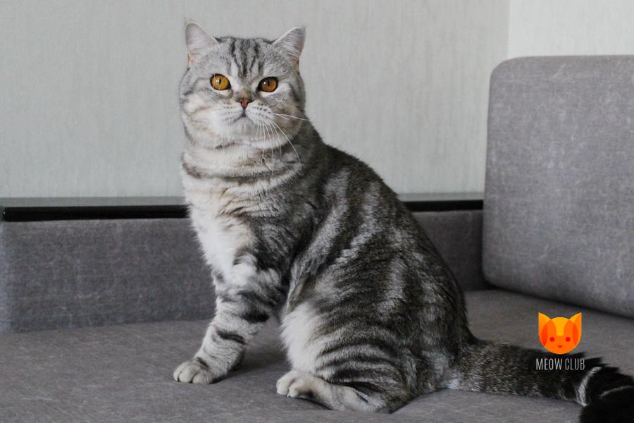 Xander MeowClub *BY