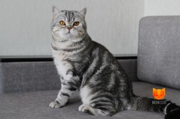 Xander MeowClub *BY